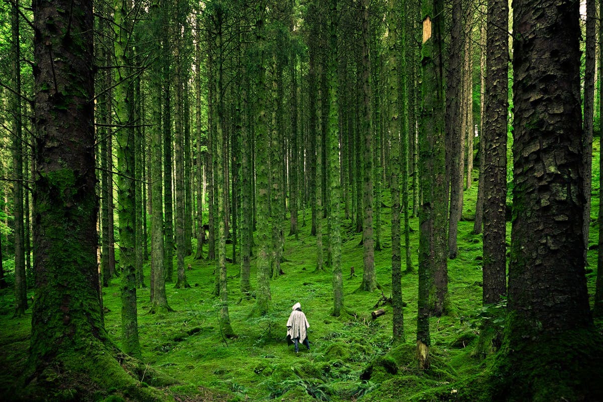 Sentier ombragé dans le Domaine de l'Étoile avec vue sur les montagnes