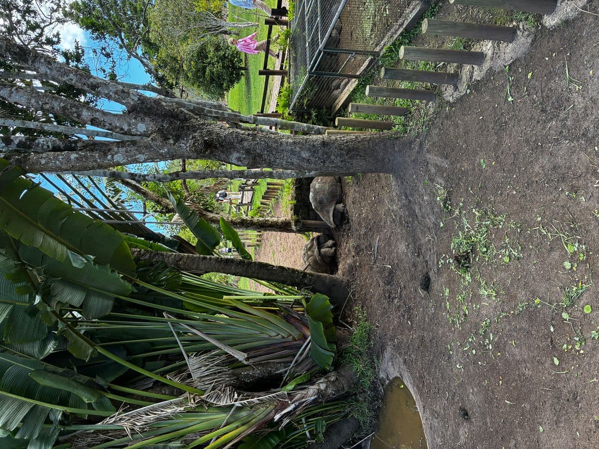 Enfant nourrissant une tortue géante d'Aldabra à La Vanille