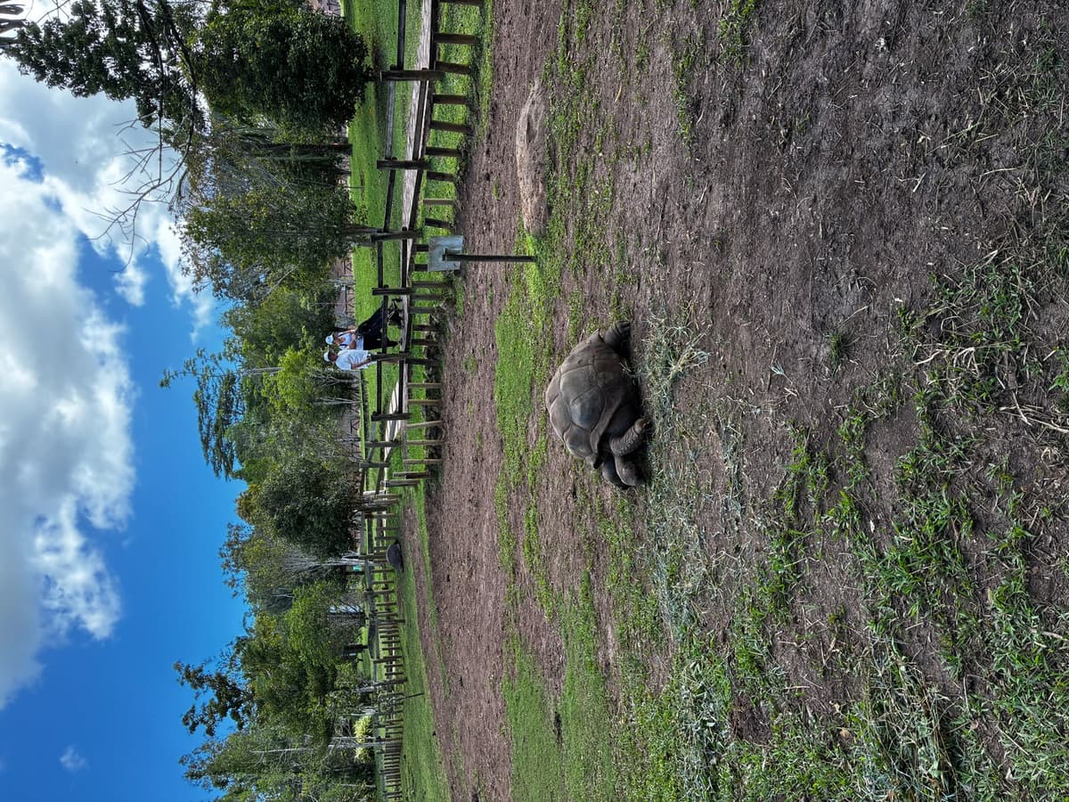 Tortues géantes d'Aldabra dans leur enclos naturel