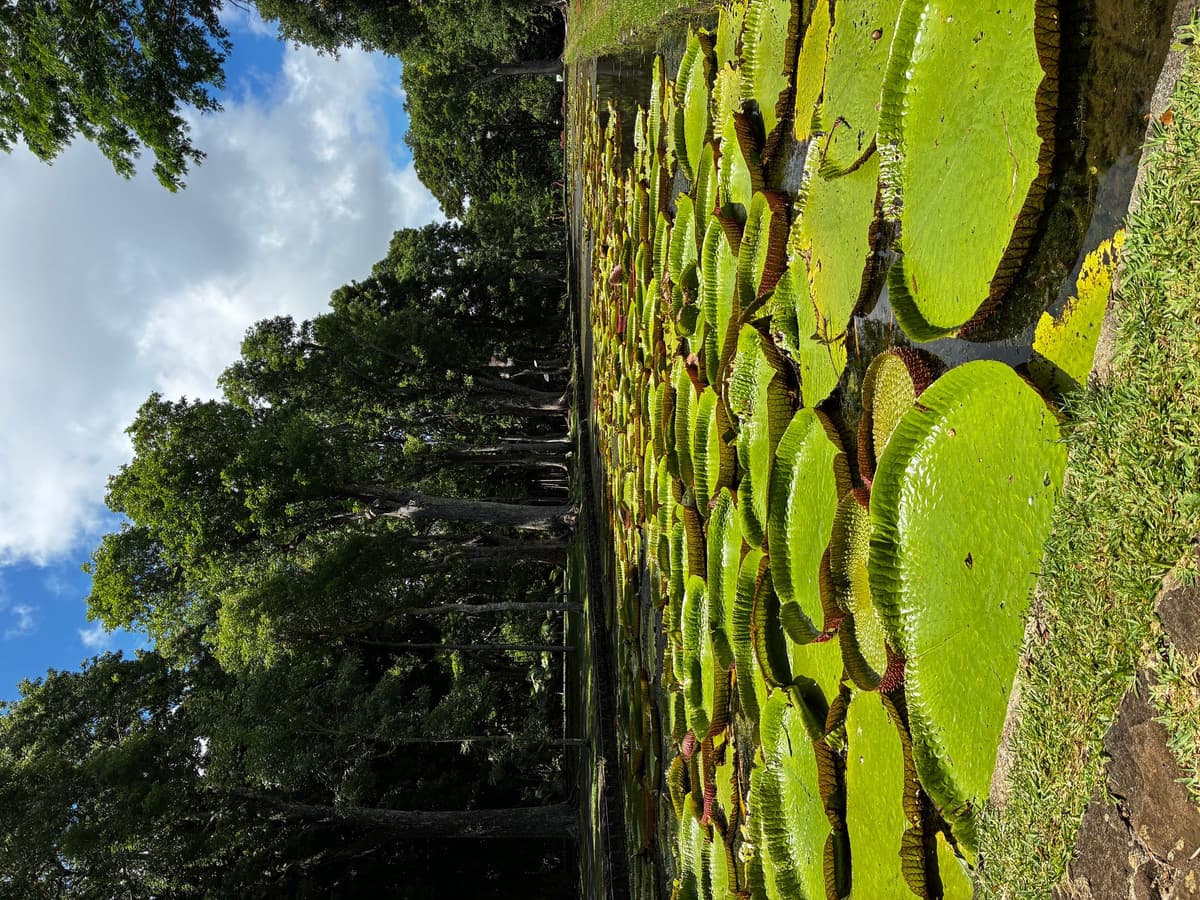 Allée des palmiers royaux au Jardin de Pamplemousses