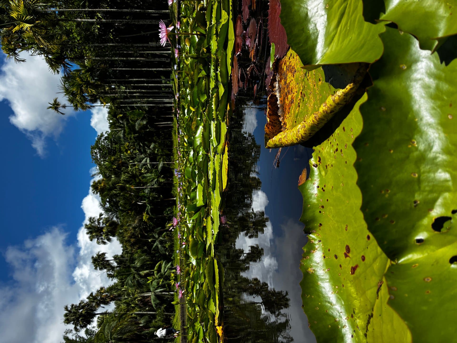 Végétation tropicale luxuriante au Jardin botanique de Pamplemousses