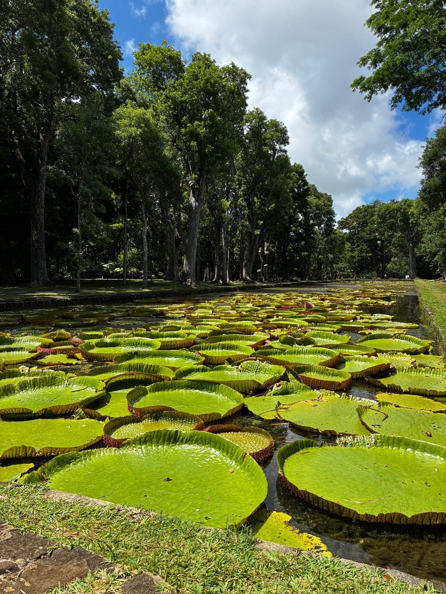 Nénuphars géants Victoria amazonica au Jardin botanique de Pamplemousses